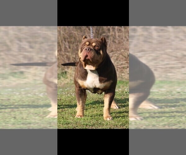 Medium Photo #1 American Bully Puppy For Sale in SCRANTON, AR, USA