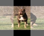 Small Photo #1 American Bully Puppy For Sale in SCRANTON, AR, USA