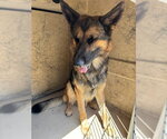 Small German Shepherd Dog Mix
