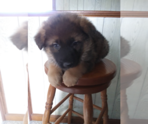 German Shepherd Dog Puppy for sale in CHICAGO, IL, USA