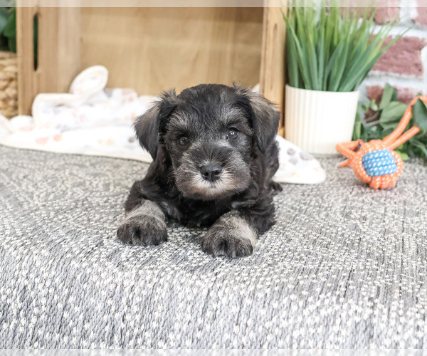 Medium Photo #2 Schnauzer (Miniature) Puppy For Sale in SYRACUSE, IN, USA