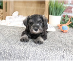 Small #1 Schnauzer (Miniature)