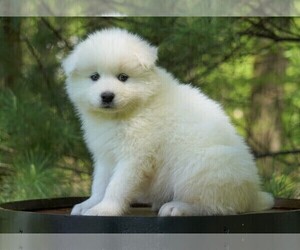 Samoyed Puppy for sale in FREDERICKSBURG, OH, USA