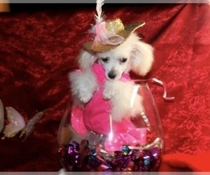 Mother of the Maltipoo puppies born on 01/24/2024