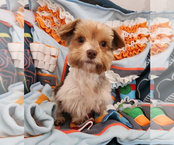 Medium Photo #1 Mutt Puppy For Sale in Smithfield, PA, USA