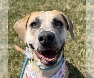Labrador Retriever-Unknown Mix Dogs for adoption in Jefferson, WI, USA