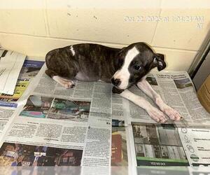 American Pit Bull Terrier Dogs for adoption in Ocala, FL, USA