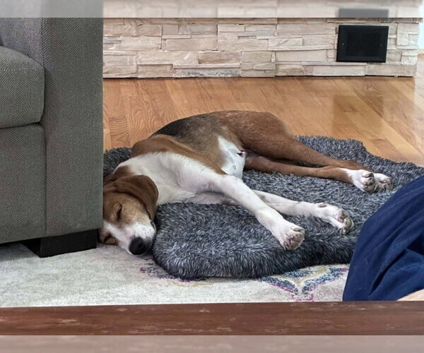 Medium Photo #2 American Foxhound Puppy For Sale in Fairfax, VA, USA