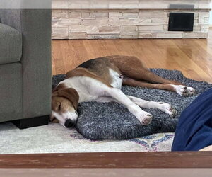 Alice *Adopt or Foster* - Female American Foxhound Dog for Adoption - Photo #2