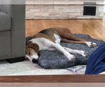 Small Photo #2 American Foxhound Puppy For Sale in Fairfax, VA, USA