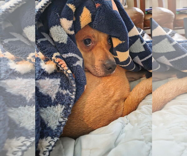 Medium Photo #7 Mutt Puppy For Sale in Bellevue, WA, USA