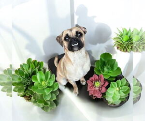 Puggle Dogs for adoption in Menifee, CA, USA