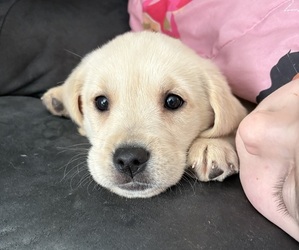 Golden Labrador Puppy for sale in BRUNSWICK, ME, USA