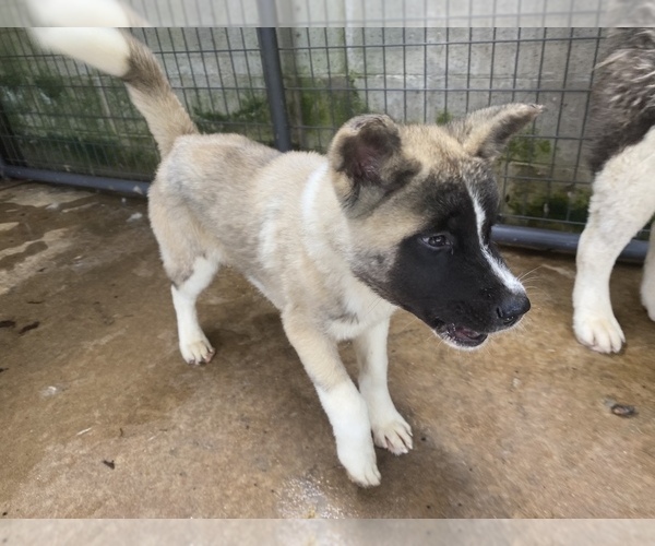 Medium Photo #1 Akita Puppy For Sale in UNION CITY, GA, USA