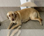 Small #3 Labrador Retriever