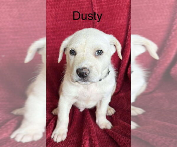 Medium Photo #2 Labrador Retriever-Unknown Mix Puppy For Sale in Aurora, IN, USA