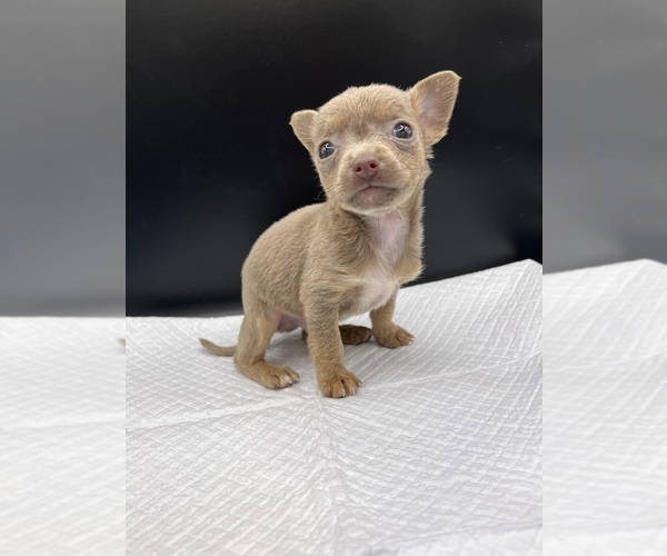 Medium Photo #4 Chihuahua Puppy For Sale in SAINT AUGUSTINE, FL, USA