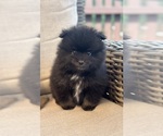 Small #11 Pomeranian