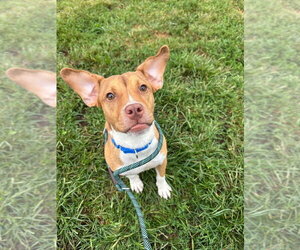 Hayden - Female Mutt Dog for Adoption - Photo #2