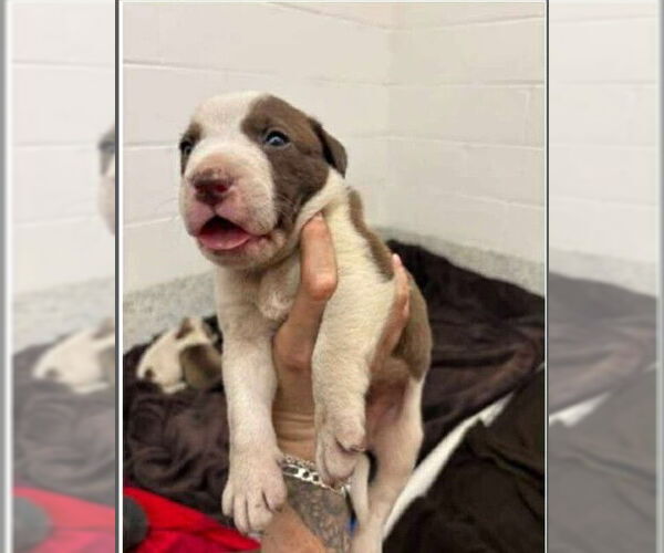 Medium Photo #2 American Pit Bull Terrier-Unknown Mix Puppy For Sale in New York, NY, USA