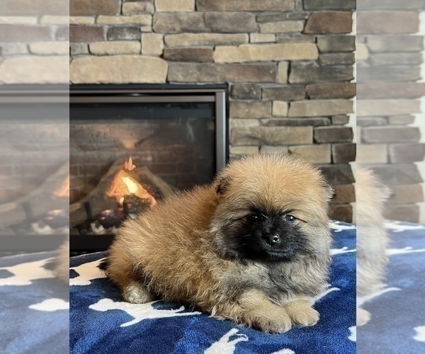 Medium Photo #7 Pomeranian Puppy For Sale in NOBLESVILLE, IN, USA