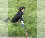 Small #2 Mutt
