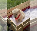 Small Photo #4 Golden Retriever Puppy For Sale in JOPLIN, MO, USA