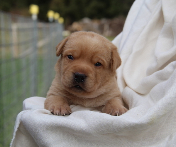 Medium Photo #4 Labrador Retriever Puppy For Sale in HYDE PARK, VT, USA