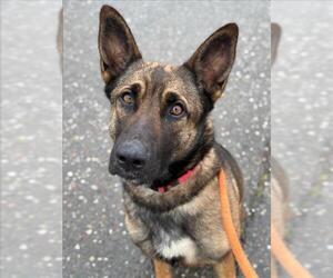 Mutt Dogs for adoption in Woodland, CA, USA