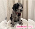Puppy Mariah Carey Goldendoodle