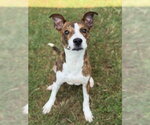 Small #11 Basenji Mix