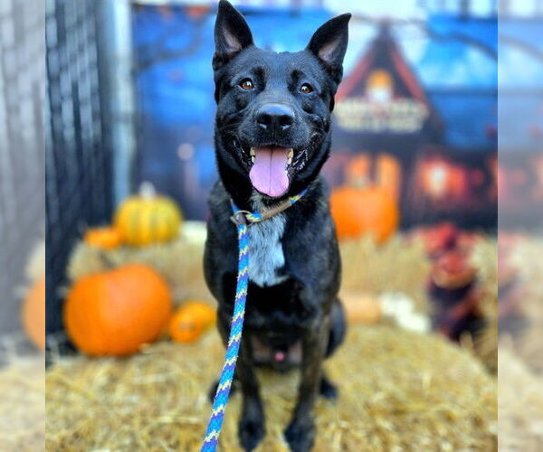 Medium Photo #2 Mutt Puppy For Sale in Long Beach, CA, USA