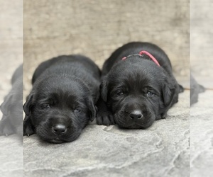 Labrador Retriever Puppy for Sale in COON VALLEY, Wisconsin USA
