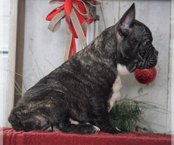 Medium Photo #4 French Bulldog Puppy For Sale in FREDERICKSBG, OH, USA