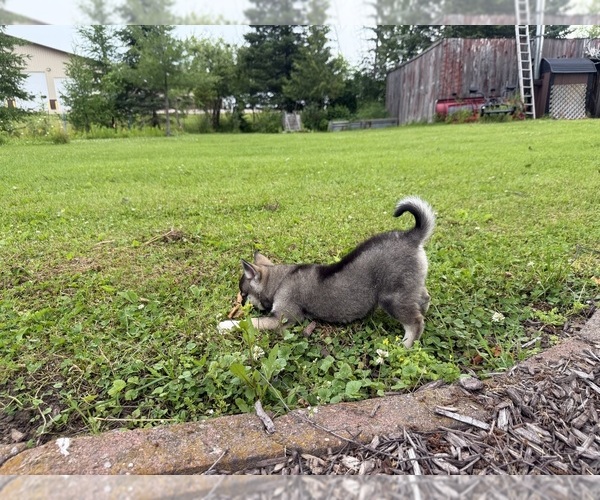 Medium Photo #25 Alaskan Klee Kai-Pomsky Mix Puppy For Sale in ATHENS, WI, USA