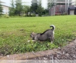 Small #24 Alaskan Klee Kai-Pomsky Mix