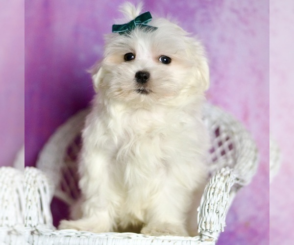Medium Photo #40 Maltese Puppy For Sale in WARSAW, IN, USA