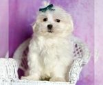 Small Photo #40 Maltese Puppy For Sale in WARSAW, IN, USA