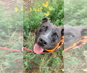 American Pit Bull Terrier-Unknown Mix Dogs for adoption in Monte Vista, CO, USA