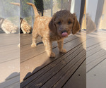 Small #35 Goldendoodle