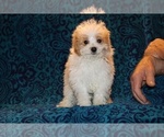 Small #21 Goldendoodle (Miniature)