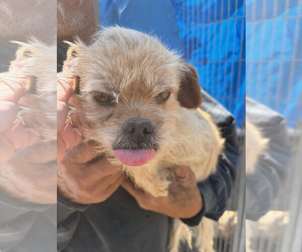 Medium Photo #3 Poodle (Miniature)-Unknown Mix Puppy For Sale in Grafton, WI, USA