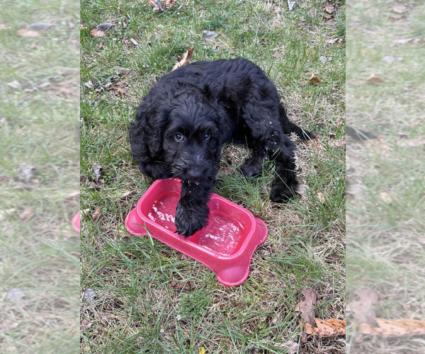 Medium Photo #7 Schnoodle (Giant) Puppy For Sale in SEVIERVILLE, TN, USA