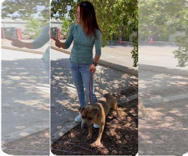 Medium Photo #9 Bullboxer Pit Puppy For Sale in Atlanta, GA, USA