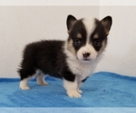 Small #3 Pembroke Welsh Corgi