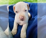 Small Photo #18 Catahoula Leopard Dog-Unknown Mix Puppy For Sale in YELLVILLE, AR, USA