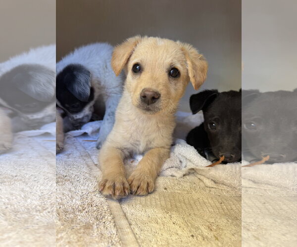 Medium Photo #3 Brittany-Dachshund Mix Puppy For Sale in Williamsburg, NM, USA