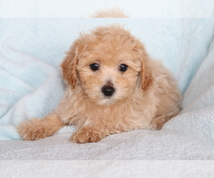 Bichpoo Puppy for sale in SHILOH, OH, USA