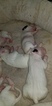 Small Photo #39 Bull Terrier Puppy For Sale in JACKSON, MI, USA