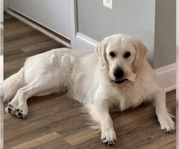 Medium Photo #1 English Cream Golden Retriever Puppy For Sale in SPOTSYLVANIA, VA, USA